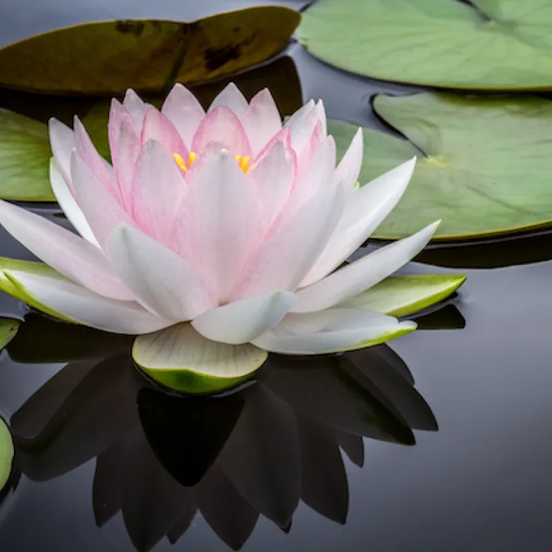 Spiritual Retreat Lilly Flower floating in water amongst Lilly Pads floating